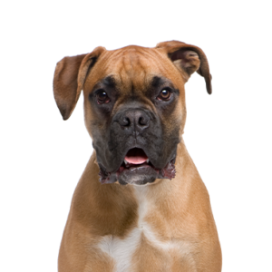 Popular Dog Breeds - Petland Kennesaw