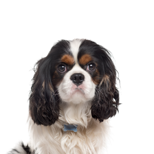 Popular Dog Breeds - Petland Kennesaw