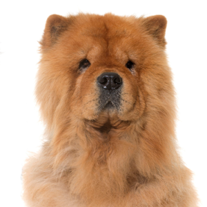 Popular Dog Breeds - Petland Kennesaw