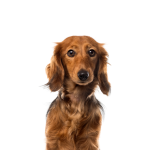 Popular Dog Breeds - Petland Kennesaw