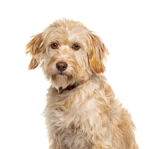 Popular Dog Breeds - Petland Kennesaw