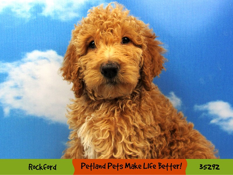 Goldendoodle 2nd Gen-Female-Apricot-3323535-Petland Pets & Puppies Chicago Illinois