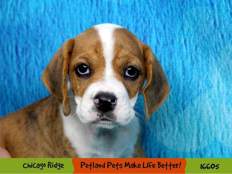 Bea-Bull-Female-Brindle / White-3341867-Petland Pets & Puppies Chicago Illinois