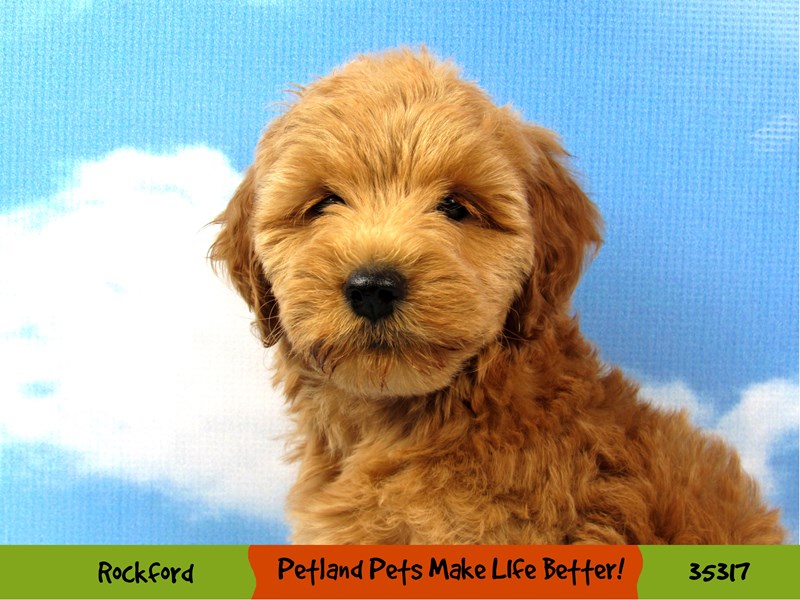 Miniature Goldendoodle-Female-Dark Golden-3350537-Petland Pets & Puppies Chicago Illinois