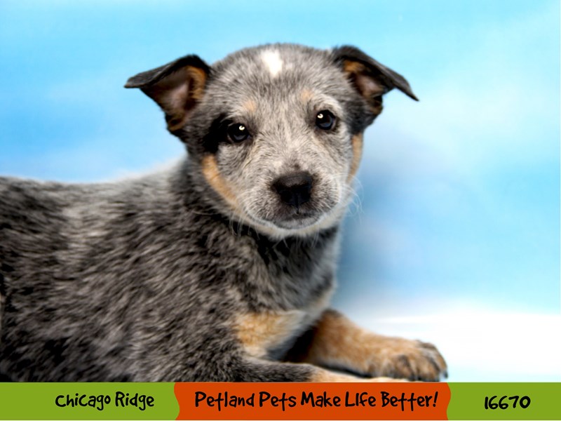 Australian Cattle Dog-Female-Blue Mottled-3378001-Petland Pets & Puppies Chicago Illinois