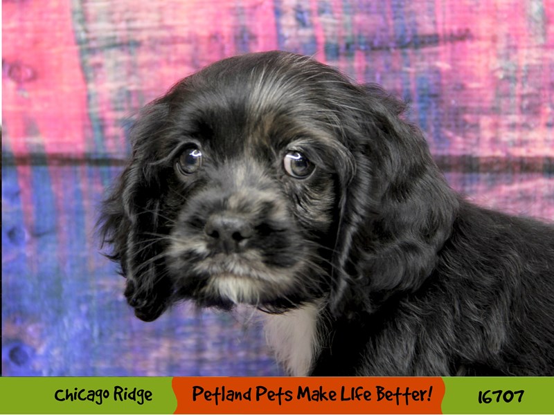 Cocker Spaniel-Male-Black-3397165-Petland Pets & Puppies Chicago Illinois