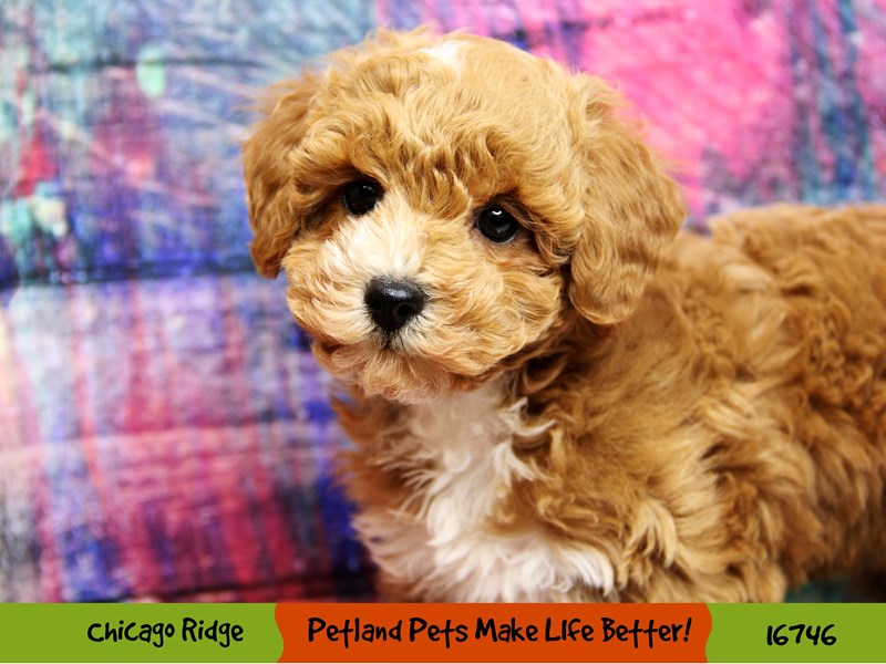 Bichapoo-Female-Red-3408061-Petland Pets & Puppies Chicago Illinois