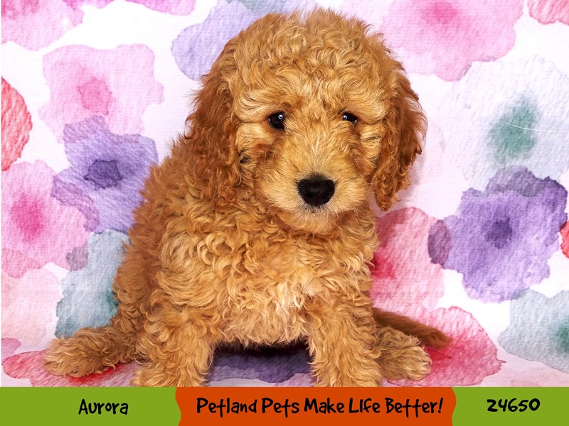 F1B Mini Goldendoodle-Female-Dark Golden-3424636-Petland Pets & Puppies Chicago Illinois