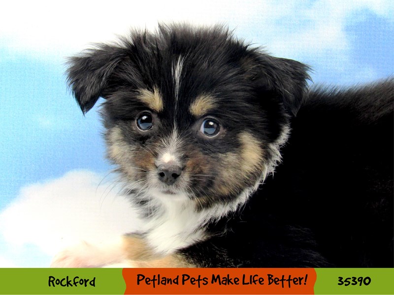 Toy Australian Shepherd-Female-Black Tri-Color-3424960-Petland Pets & Puppies Chicago Illinois