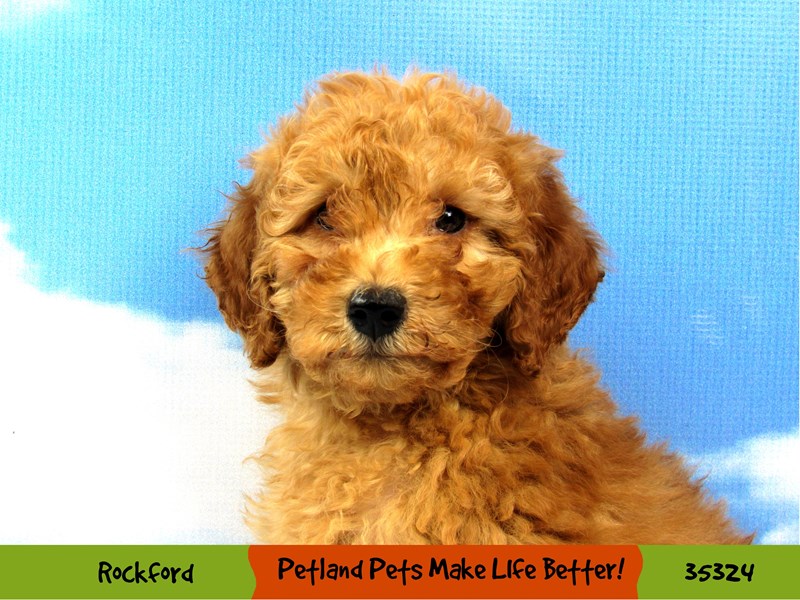 Miniature Goldendoodle-Male-Red-3360020-Petland Pets & Puppies Chicago Illinois