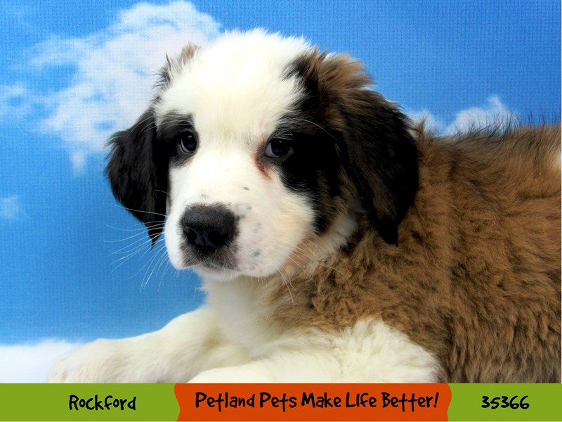 Saint Bernard-Female-Mahogany / White-3397443-Petland Pets & Puppies Chicago Illinois