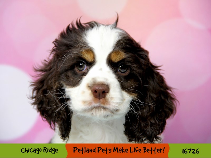 Cock A Poo-Female-Chocolate / Tan-3397696-Petland Pets & Puppies Chicago Illinois