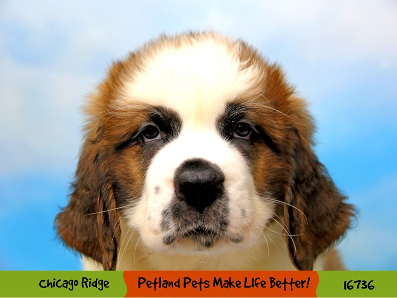 Saint Bernard-Female-Brown / White-3405306-Petland Pets & Puppies Chicago Illinois