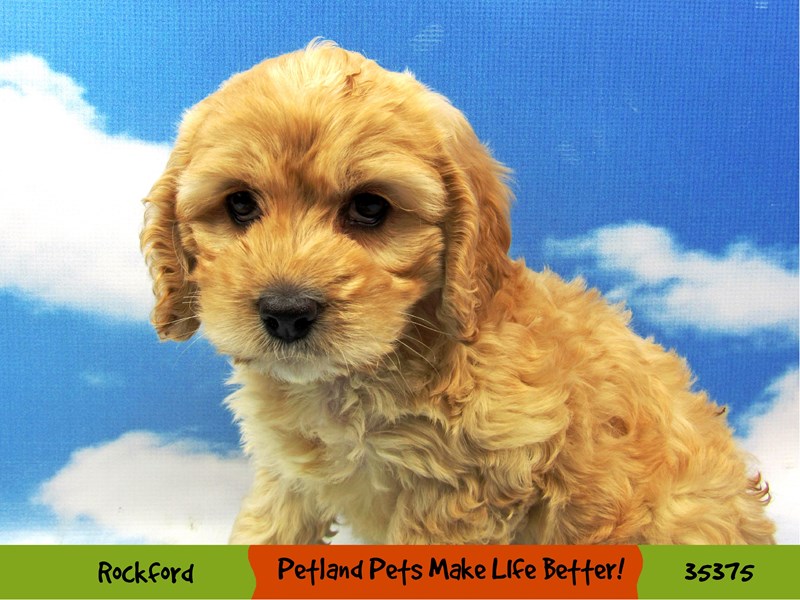 Cock A Poo-Female-Buff-3408780-Petland Pets & Puppies Chicago Illinois