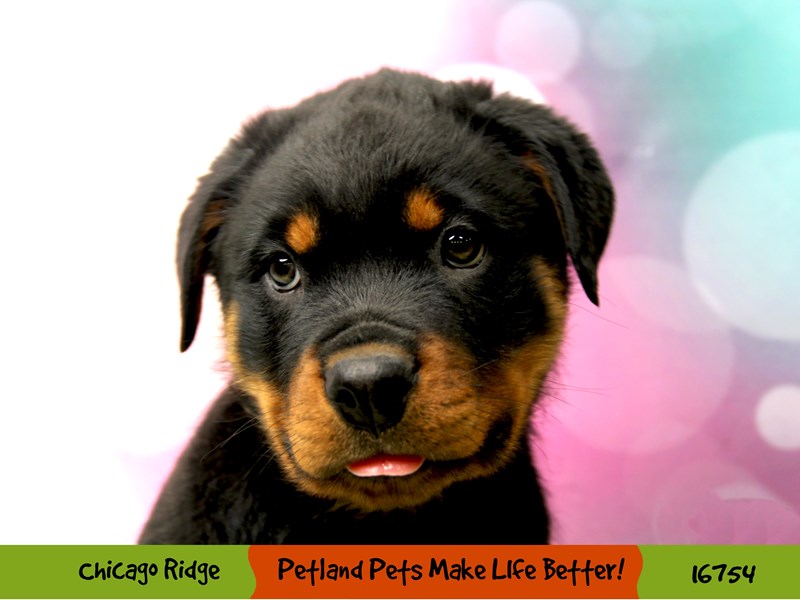 Rottweiler-Male-Black / Mahogany-3414350-Petland Pets & Puppies Chicago Illinois