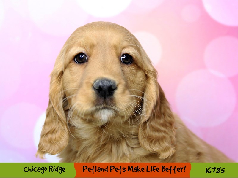 Comfort Golden-Female-Red Golden-3436049-Petland Pets & Puppies Chicago Illinois