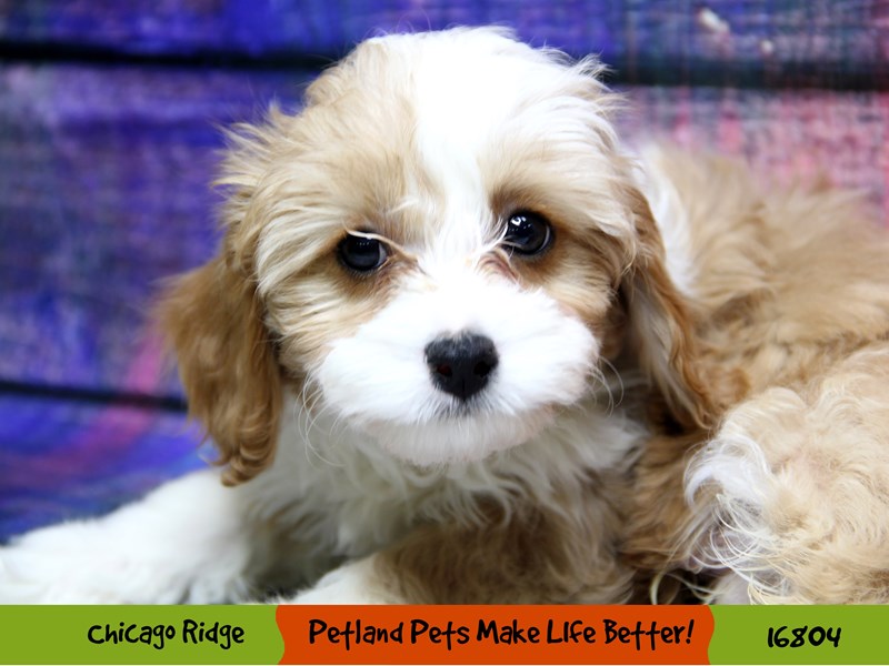 Cavapoo-Male-Red / White-3443405-Petland Pets & Puppies Chicago Illinois