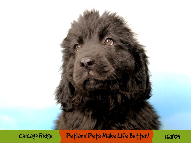 Newfoundland-Male-Black-3445786-Petland Pets & Puppies Chicago Illinois