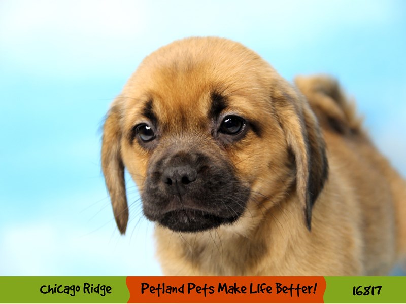 Puggle-Female-Red-3445718-Petland Pets & Puppies Chicago Illinois