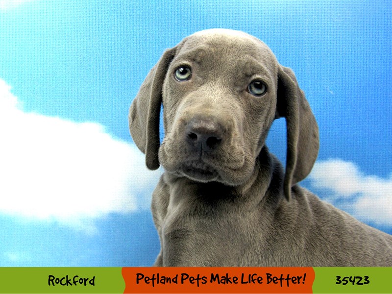 Weimaraner-Male-Blue-3454277-Petland Pets & Puppies Chicago Illinois