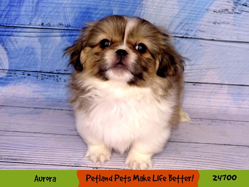 Pekingese-Male-Fawn-3457598-Petland Pets & Puppies Chicago Illinois