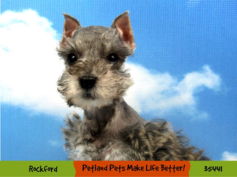 Miniature Schnauzer-Male-Salt / Pepper-3467971-Petland Pets & Puppies Chicago Illinois