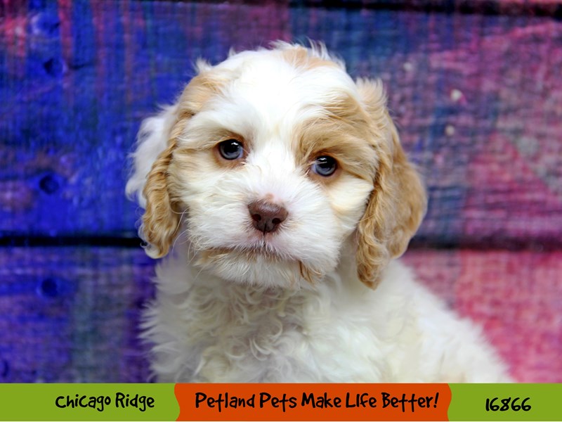 Cock A Poo-Female-Buff / White-3477438-Petland Pets & Puppies Chicago Illinois