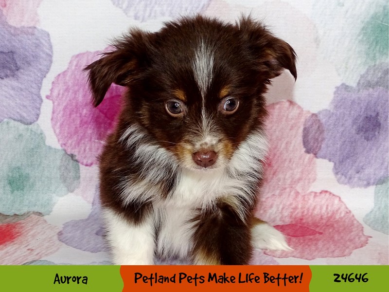 Toy Australian Shepherd-Female-Red / White Tri-3424484-Petland Pets & Puppies Chicago Illinois