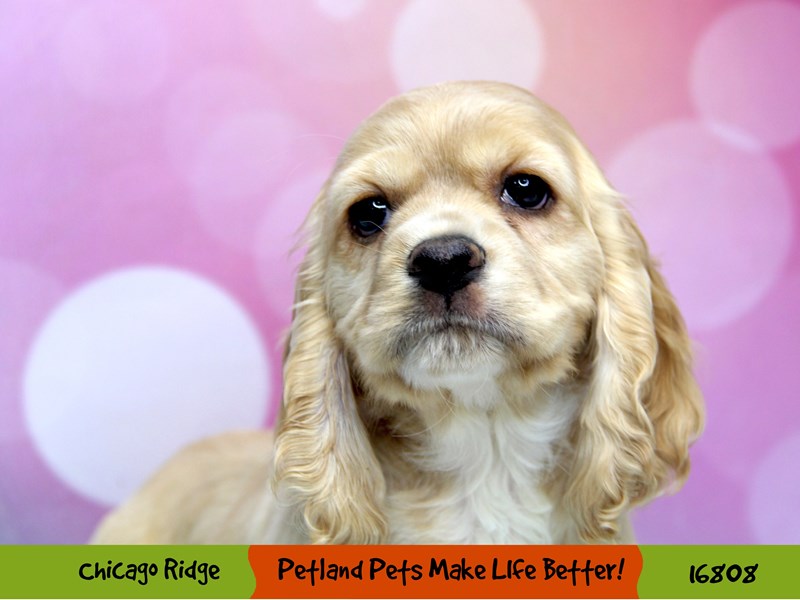 Cocker Spaniel-Female-Buff-3445727-Petland Pets & Puppies Chicago Illinois