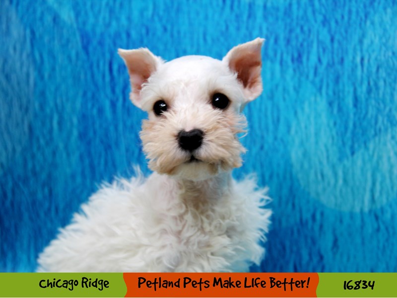 Miniature Schnauzer-Female-White-3457285-Petland Pets & Puppies Chicago Illinois