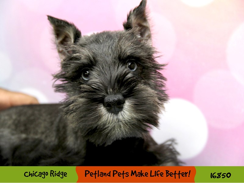 Miniature Schnauzer-Male-Salt / Pepper-3474570-Petland Pets & Puppies Chicago Illinois