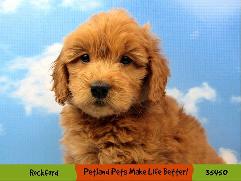 Goldendoodle Mini-Female-Red-3478340-Petland Pets & Puppies Chicago Illinois