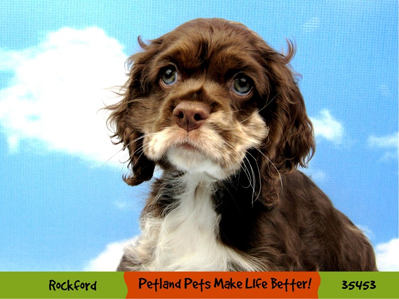 Cocker Spaniel-Male-Chocolate-3486733-Petland Pets & Puppies Chicago Illinois