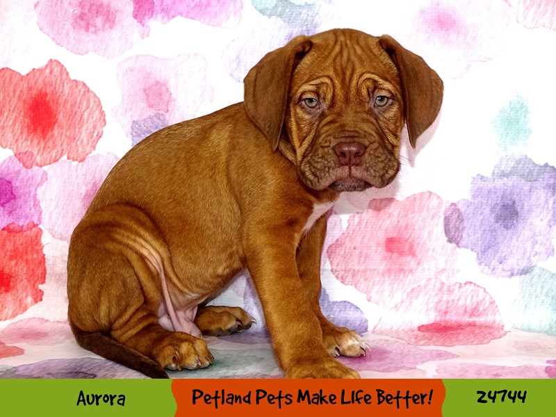 Dogue De Bordeaux-Male-Mahogany-3496155-Petland Pets & Puppies Chicago Illinois