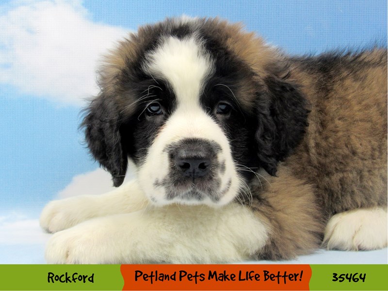 Saint Bernard-Male-Brown / White-3496780-Petland Pets & Puppies Chicago Illinois