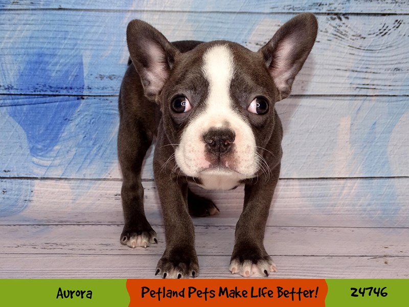 Frenchton-Female-Blue & White-3500002-Petland Pets & Puppies Chicago Illinois