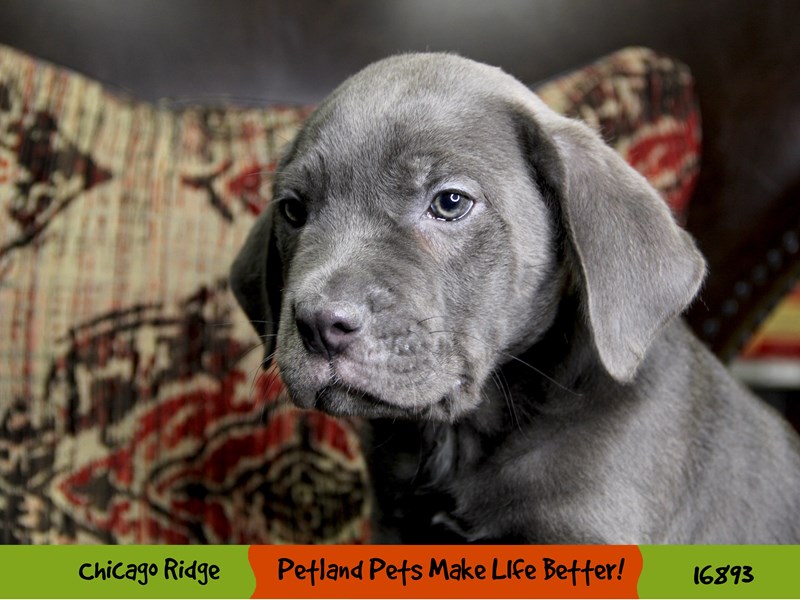 Cane Corso-Male-Blue-3500750-Petland Pets & Puppies Chicago Illinois