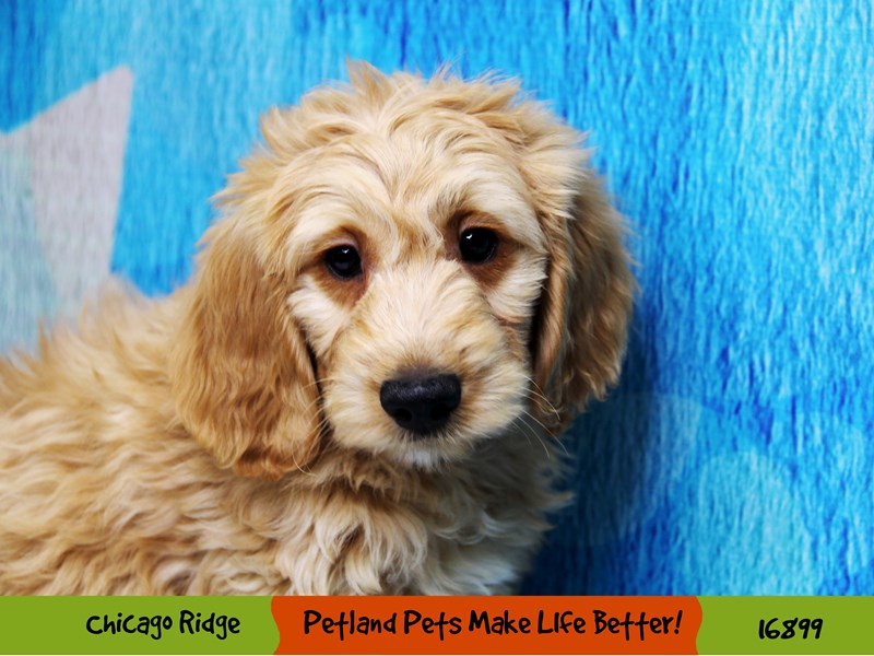 Mini Goldendoodle-Male-Red-3507073-Petland Pets & Puppies Chicago Illinois