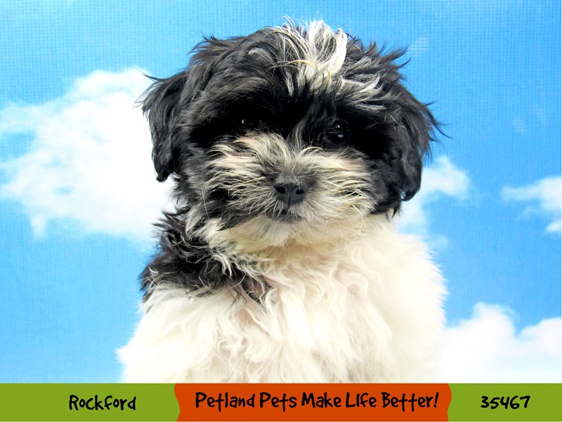 Teddy Bear-Female-Black and White-3507266-Petland Pets & Puppies Chicago Illinois